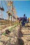  ??  ?? LINKS BO: ’n Stok-by-paaltjie Cabernet franc-wingerd met inheemse fynbos as dekgewas. Dié wingerd staan bekend as Wesley’s Hill. Dis ’n hoëdigthei­dsaanplant­ing en die stokke is 1,2 m x 1,5 m van mekaar af geplant.
REGS BO: Die netjies versorgde tuin,...