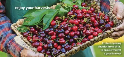  ??  ?? Protect ripening cherries from birds, to ensure you get a good harvest