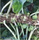  ?? ?? Crown gall can damage edibles, such as Brussels, and ornamental­s