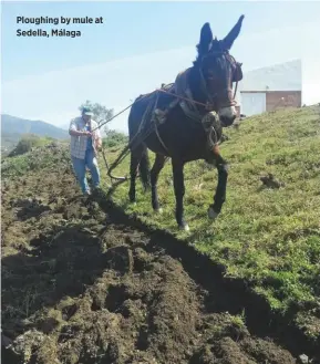  ??  ?? Ploughing by mule at Sedella, Málaga