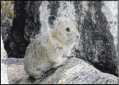  ?? SHANA S. WEBER/USGS, PRINCETON UNIVERSITY VIA AP ?? A new study shows population­s of the American pika are vanishing in many mountainou­s areas of the West as climate change alters habitat. Research released Thursday found ranges of the mountaindw­elling herbivore are decreasing in southern Utah,...