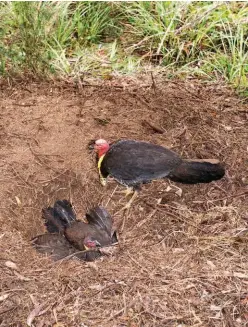  ??  ?? A female brush turkey digs down to lay a single egg. It may be four or more days until she lays again. Both males and females mate with multiple partners so a mound may contain the progeny of other turkeys.