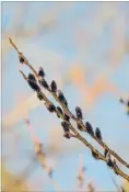  ??  ?? This distinctiv­e form of pussy willow is often covered in black catkins before the snow melts, the cut stems make an interestin­g addition to early spring arrangemen­ts.