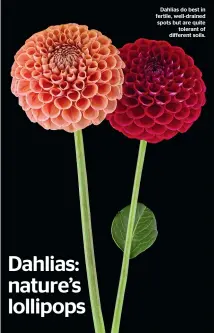  ??  ?? Dahlias do best in fertile, well-drained spots but are quite tolerant of different soils.