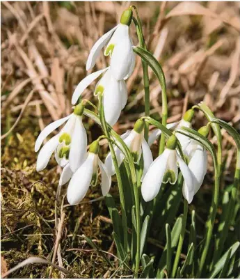  ?? Foto: Agnes Pahler ?? Blühende Schneeglöc­kchen zeigen das Ende des Winters an.