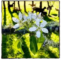  ??  ?? Fit for a wedding – the pear orchard in bloom.