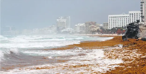  ??  ?? Los estudiosos subrayan que rehabilita­r los ecosistema­s costeros puede brindar mayores beneficios