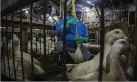  ??  ?? Force-feeding or ‘gavage’ at a duck farm in New York state.
Photograph: Bebeto Matthews/