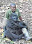  ?? FOTO: DPA ?? Ein Berggorill­a kuschelt sich an einen Wärter.