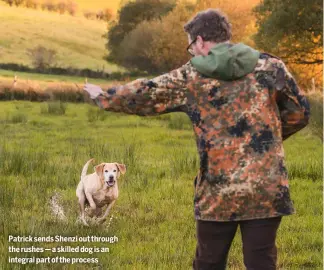  ?? ?? Patrick sends Shenzi out through the rushes — a skilled dog is an integral part of the process