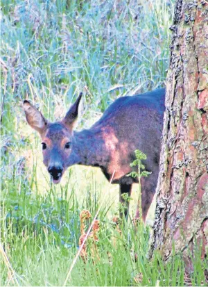  ??  ?? A Forfar reader has sent in this charming photograph of a young deer playing “peekaboo” at Crombie Reservoir.