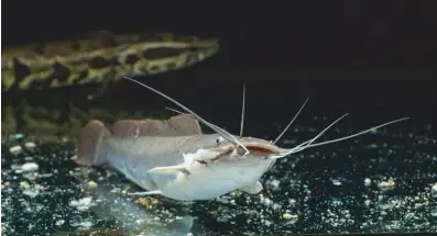  ??  ?? ABOVE: A Clarias catfish.
BELOW: Senegal minnow, Raiamas senegalens­is.