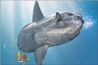  ?? FILE ?? The ocean sunfish, grey in colour and almost round in shape, are considered elusive giants of the sea.