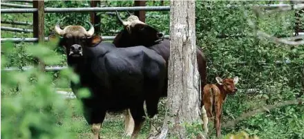  ??  ?? Anak seladang bernama Dahvy ini baru berusia dua minggu, kulitnya berwarna keperang-perangan.