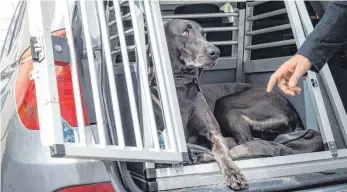  ?? FOTO: DPA ?? So reist es sich für Vierbeiner am besten: Eine Transportb­ox schützt Hunde wie Halter gleicherma­ßen.