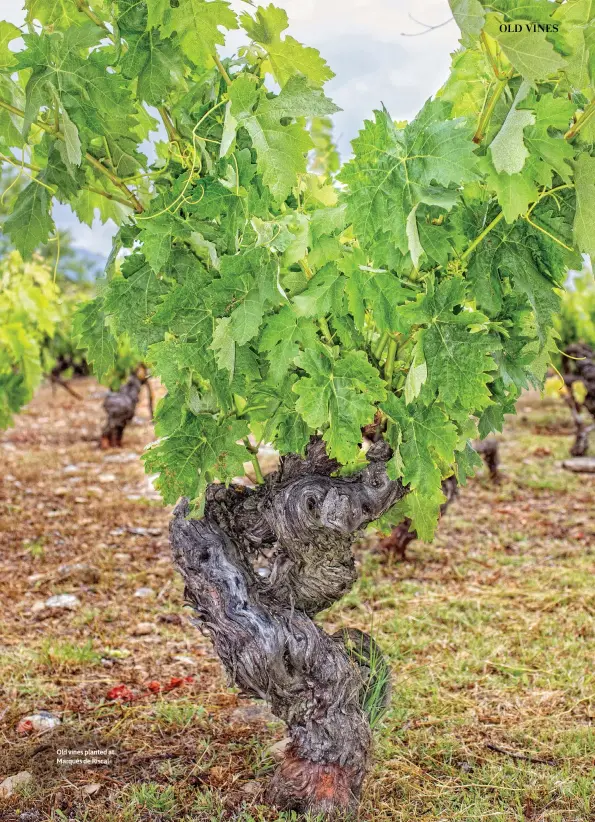  ?? ?? Old vines planted at Marqués de Riscal