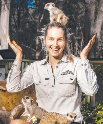  ?? Picture: Nigel Hallett ?? GET YOUR PASS: Wildlife curator Lauren Mousley with Paradise Country’s latest attraction, a mob of Meerkats.