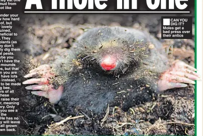  ??  ?? ■CAN YOU DIG IT? Moles get a bad press over their antics