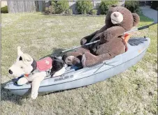  ?? COURTESY PHOTO ?? Charlie the bear kayaks with his trusty friend and dog, named Bear. Charlie has had lots of adventures in the front yard of his owners, Melissa and Caleb Landers of Prairie Grove. They live on Carroll Drive in Battlefiel­d Estates.