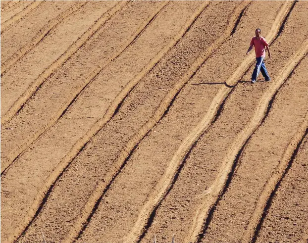  ?? Foto: Reuters/Jose Manuel Ribeiro ?? Der Boden für gute Geschäfte ist bereitet: Auf Portugals Äckern schuften nicht selten Migranten für große Agrokonzer­ne.