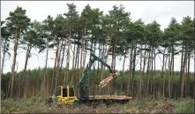  ?? ANNEGRET HILSE / REUTERS ?? A worker clears trees at the area where Tesla planned to build a gigafactor­y in Gruenheide, Germany, on Monday.