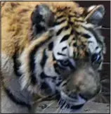  ??  ?? Killer: 300lb Sumatran tiger Padang