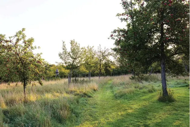  ??  ?? Above The extensive garden flows seamlessly into an orchard, where heritage apple trees thrive and wildflower-spangled grass bordering the mown paths is left to grow long.