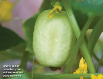  ?? ?? ‘Crystal Lemon’ cucumber grows well outdoors and crops prolifical­ly
