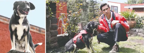  ??  ?? La madre y los dos hermanos de la perrita mestiza murieron aplastados durante el sismo, pues el edificio donde vivían junto con la rescatista animal que los resguardó, se derrumbó.