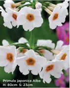  ??  ?? Primula japonica Alba H: 80cm S: 23cm