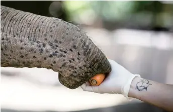  ??  ?? Asian elephant Mara eats carrots from the hand of zookeeper Santiago Gentili.