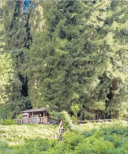  ?? Photograph­s by Rebecca Bryant Los Angeles Times ?? FERN RIVER RESORT, on Highway 9 in Felton, Calif., rents cabins nestled among redwoods along the San Lorenzo River.