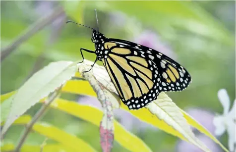  ?? PHOTOS BY THERESA FORTE/SPECIAL TO POSTMEDIA NEWS ?? A monarch butterfly visits the waterfront trail in Southampto­n, Ont. Butterfly way stations have been planted along the trail.