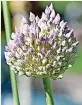  ?? ?? Allium ‘Hair’
And now time for something completely different – this is a most unusual looking allium. The small purple flowers have hair-like tendrils that extend out like the flower is having a bad hair day – great fun!