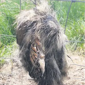  ??  ?? Shocking discovery The badger was found in the Lily Loch area earlier this month