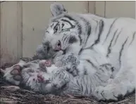  ?? PICTURE: AP ?? Three rare newborn white tigers with their mother Mandzi just hours after they were born at the private Zoo Safari in Borysew, Poland, yesterday. The caretakers don’t want to disturb the family and have not yet checked the sex of the cubs.