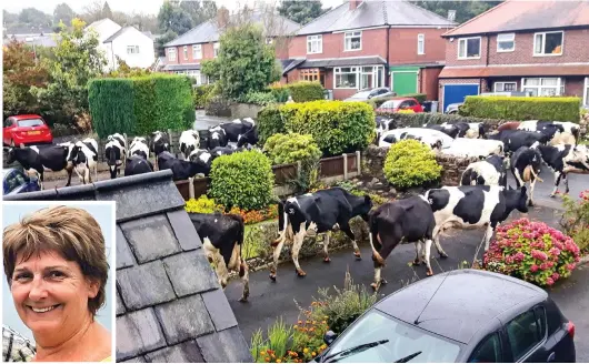  ??  ?? Mooving in: Cows munch through the garden borders in Bollington in a picture taken by Janis Wilson, inset