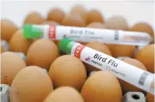  ?? Reuters-Yonhap ?? Test tubes labeled “Bird Flu” and eggs are seen in this Jan. 14 illustrati­on.