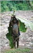  ?? Fotos: Johannes Refisch (3), Till Hofmann ?? Der junge, auf einem Baum sitzende Gorilla hat dieselbe Idee für einen Regenschut­z wie der Bub. Der Biologe Johannes Refisch, der in Leipheim referierte, hat die Fotos gemacht.