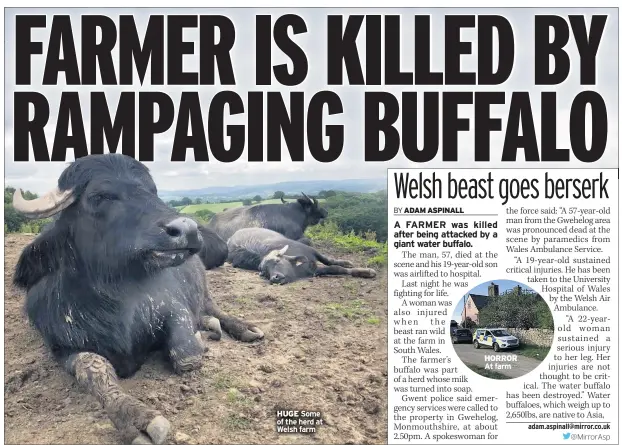 pludselig Gedehams amatør FARMER IS KILLED BY RAMPAGING BUFFALO - PressReader