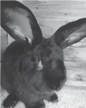  ??  ?? The giant rabbit competitio­n is a big deal at the popular Iowa State Fair each year.