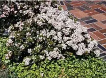  ?? Texas A&M University ?? Take a wait-and-see approach with Indian hawthorn to determine if there is new growth, and then prune accordingl­y.