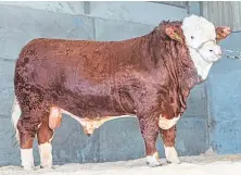  ??  ?? Corskie Kirby made the top price at ANM’s bull sale.