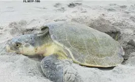  ?? MATT LARSEN/COURTESY ?? A Kemp’s ridley sea turtle makes its nest during the 2021 season.