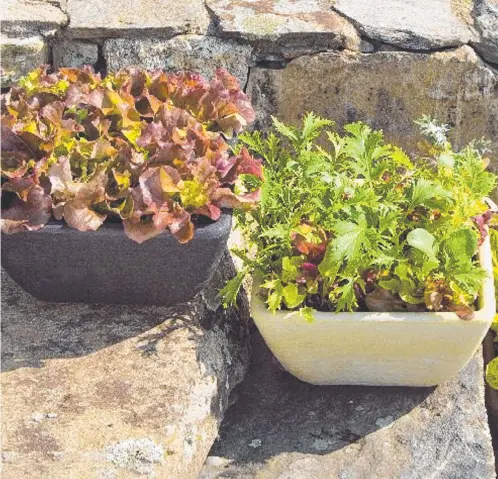  ?? ?? If you have ever bought a packed of mixed salad greens, they mostly contain a wide range of easy-togrow greens and herbs, all of which can be grown in old tubs or foam boxes.