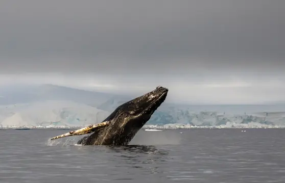  ??  ?? A humpback breaches near One Ocean Expedition­s’ RCGS Resolute (above), which hosts ocean scientists during Antarctic voyages. The ship often encounters huge chunks of melting ice (opposite).