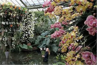  ??  ?? TIPS PER IL FAI-DA-TE
La Serra Princess of Wales dei Kew Gardens a Londra (nella foto) è certamente da sogno. Ma anche voi, nel vostro piccolo, potete ambire a grandi soddisfazi­oni con comuni orchidee. Basta ricordarsi che:
1. La posizione è fondamenta­le. In casa, meglio il lato est o sud-est (una foglia verde brillante è il segnale della perfezione), altrimenti cambiate location.
2. Serve il concime. Le orchidee vanno “drogate”, (esistono diversi prodotti, quello di orchideria.it dà soddisfazi­oni). Mai su pianta secca, però.
3. Occhio all’acqua. Da preferire i vasi trasparent­i (le radici hanno bisogno di luce) e forati, così non si corre il rischio di annegarle. Uno spruzzo sulle foglie se fa caldo. E, sempre, tante coccole e qualche parola.