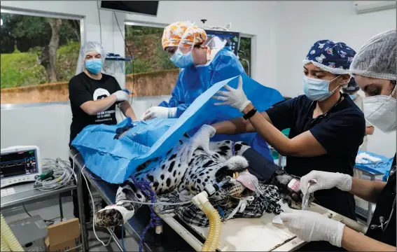  ?? (AP/Andre Penner) ?? Brazilian and U.S. researcher­s perform an artificial inseminati­on procedure on a jaguar Thursday at the Mata Ciliar Associatio­n conservati­on center in Jundiai, Brazil.