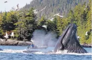  ?? TOM MILLER/KETCHIKAN DAILY NEWS ?? Over the past several years, researcher­s have noticed a decline in the number of North Pacific Humpback Whales showing up in their breeding grounds around Hawaii.