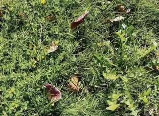  ?? Courtesy photo ?? A broadleafe­d weedkiller — one containing 2,4-D — will eliminate all the nongrassy weeds in buffalo grass if applied when daytime temperatur­es are above 65 or 70 degrees.